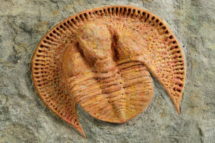 Orange Trinucleid Trilobite (Declivolithus) - Mecissi, Morocco #372370
